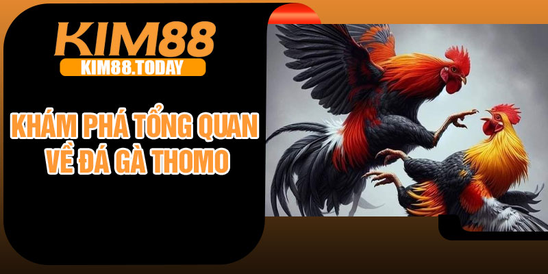 Khám phá tổng quan về đá gà Thomo