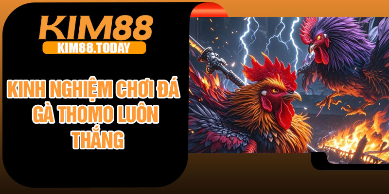 Kinh nghiệm chơi đá gà Thomo luôn thắng
