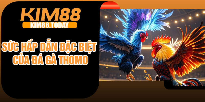 Sức hấp dẫn đặc biệt của đá gà Thomo